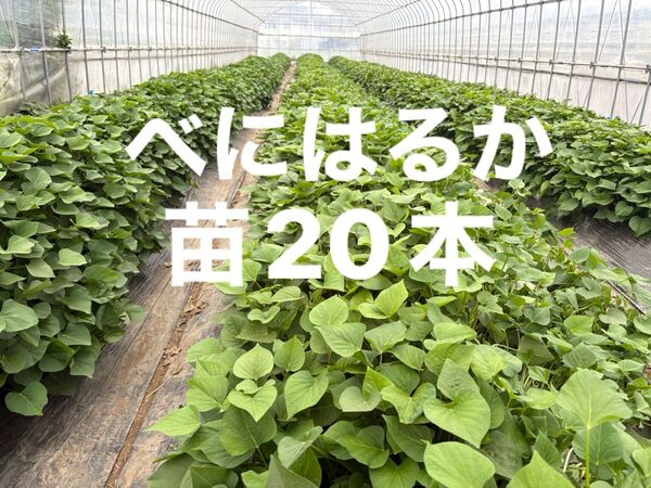 さつまいも苗 紅はるか 20本