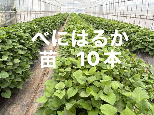 紅はるか さつまいも苗 10本