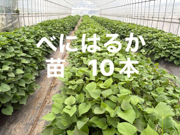 べにはるか さつまいも苗 10本