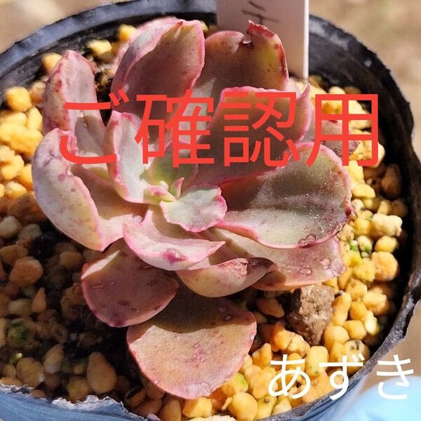 渋系多肉☆韓国苗☆あずき☆根付きエケベリア ペインテッドフリルズ 多肉植物