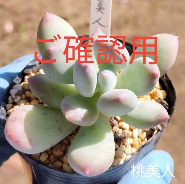 プクプク多肉☆桃美人☆根付きパキフィツム多肉植物