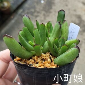 多肉☆小町娘☆発根済コチレドン多肉植物