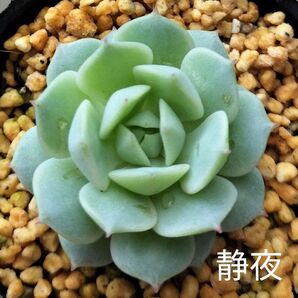 多肉☆静夜☆根付きエケベリア美苗多肉植物