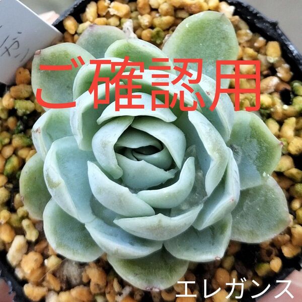 多肉☆エレガンス☆根付きエケベリア多肉植物