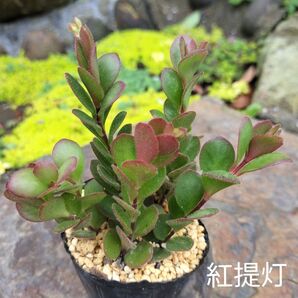 多肉☆紅提灯☆発根済カランコエ ツボミ付き 多肉植物