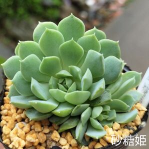 韓国苗☆砂糖姫☆根付き シュガープリンセス 群生系 多肉植物