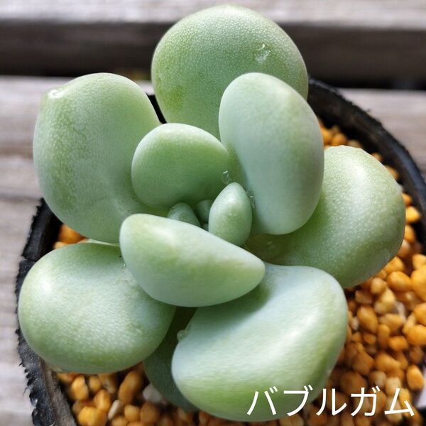 韓国苗☆バブルガム☆根付き 美苗エケベリア多肉植物