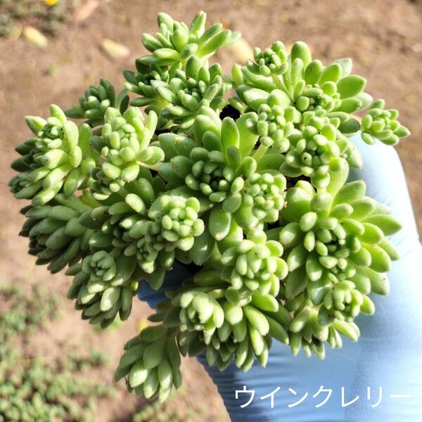 セダム☆ウインクレリー☆1ポット多肉植物