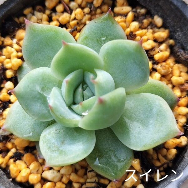 韓国苗☆スイレン☆根付きエケベリア多肉植物