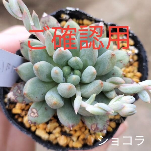 韓国苗☆ショコラ☆根付きエケベリア多肉植物