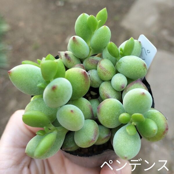 多肉☆ペンデンス☆発根済コチレドン多肉植物