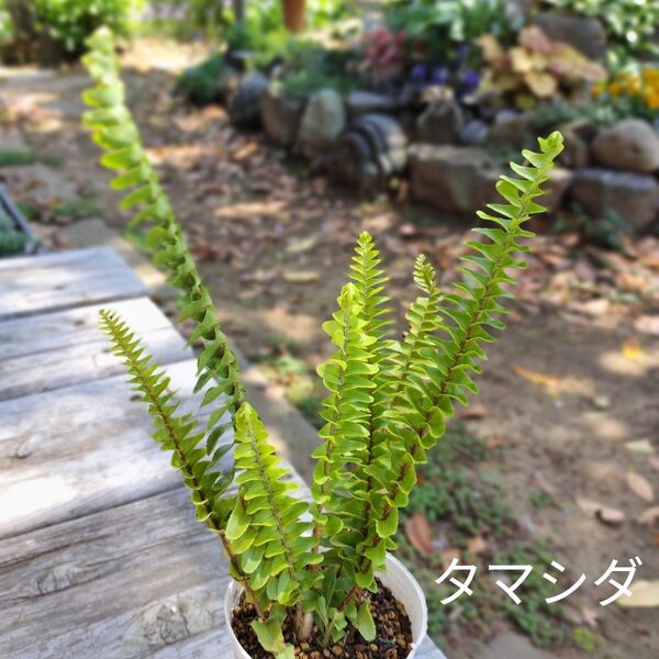 観葉植物☆タマシダ1ポット☆シダ類 丈夫 生育旺盛 地植え 鉢植え室内吊り鉢仕立て