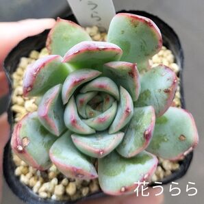 多肉☆花うらら☆根付き エケベリア プリドニス系 多肉植物
