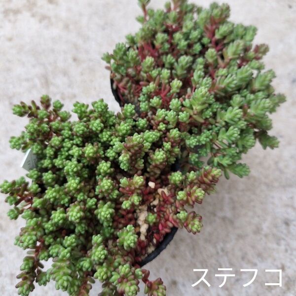 セダム☆ステフコ☆2ポット抜き苗※1ポットは450円多肉植物