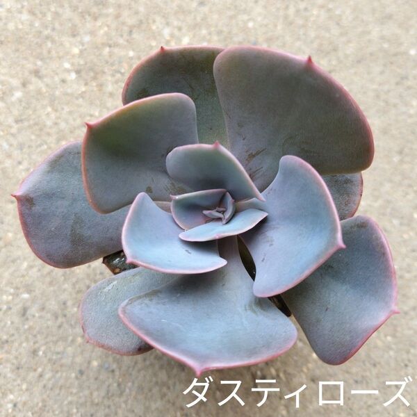 多肉☆ダスティローズ☆根付き エケベリア 多肉植物