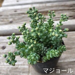 セダム☆マジョール☆抜き苗ツボミ付き多肉植物