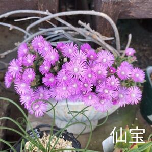 多肉☆仙宝☆根付き トリコディアデマ 別名松の雫 紫星晃 仁宝 レア種 メセン