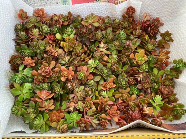 多肉植物ルテオヴィリデセダム125カット