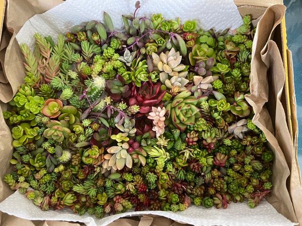 多肉植物 カット苗 寄植え セダムエケベリア ミックス苗 詰め合わせセット 抜き苗 寄植え カット苗