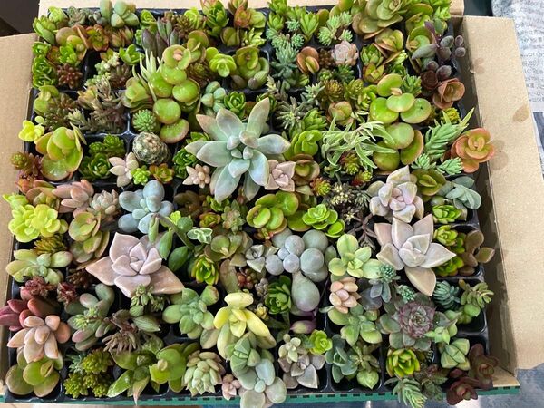 多肉植物 カット苗 寄植え エケベリア セダムミックス苗 観葉植物 韓国苗 抜き苗295