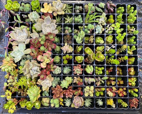 多肉植物 カット苗 寄植え セダムエケベリア ミックス苗 観葉植物 韓国苗 詰め合わせセット