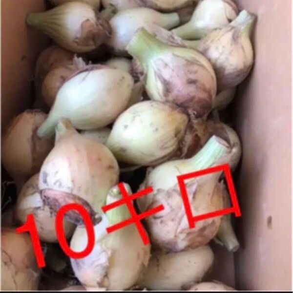 玉ねぎ 淡路島 玉ねぎ 格安 訳あり 淡路島産 たまねぎ 10キロ 減農薬