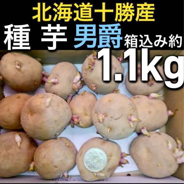 1.北海道十勝産 じゃがいも 種芋 男爵 箱込み約1.1kg