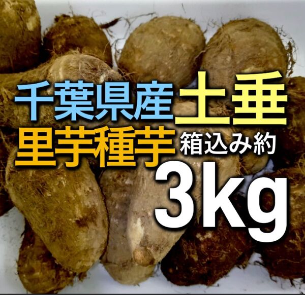 5.千葉県産 里芋種芋 土垂 箱込み約3kg