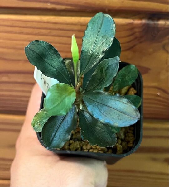 Bucephalandra sp.種類不明(水上葉)