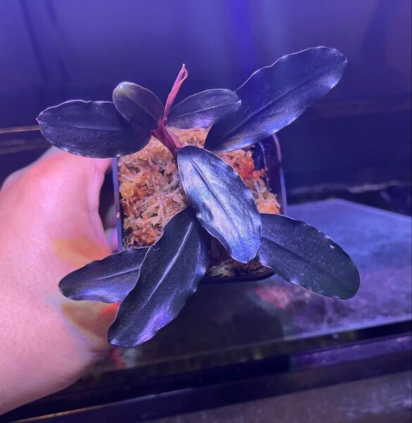 Bucephalandra sp. Theia blue(水上葉)ブセファランドラ sp. ティアブルー