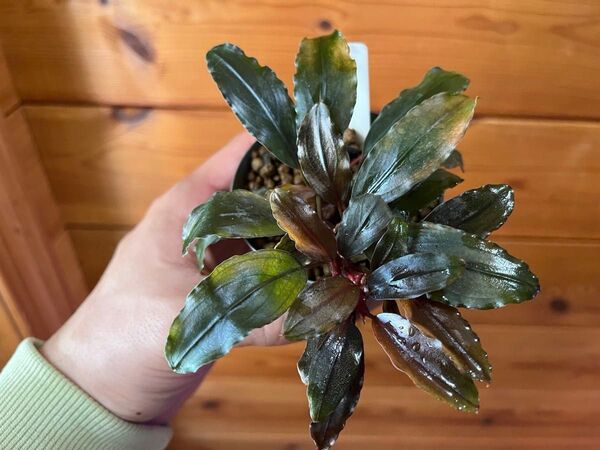 Bucephalandra sp. Ghost 2016(水上葉)