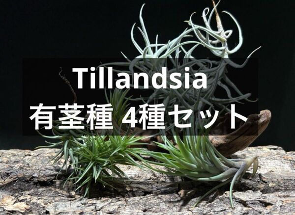 ティランジア 有茎種 4品種セット / エアプランツ チランジア エアープランツ クランプ