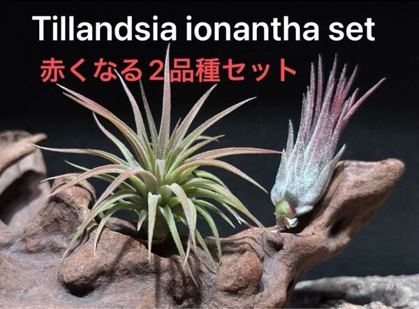ティランジア イオナンタ 2品種セット / 常時赤くなるイオナンタ チランジア エアプランツ エアープランツ ionantha