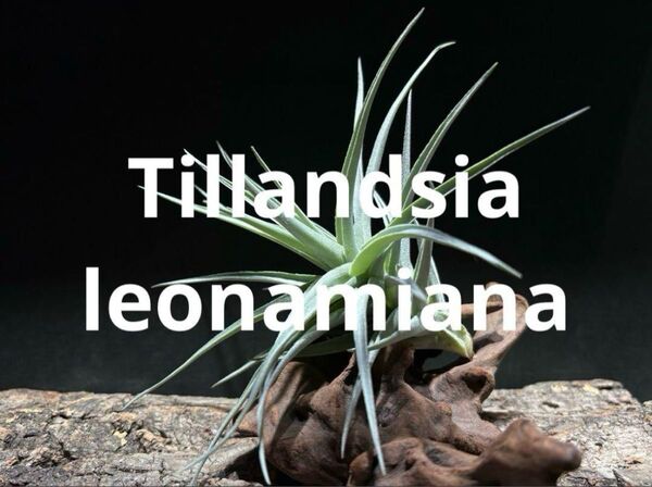 ティランジア レオナミアナ / チランジア エアプランツ エアープランツ Tillandsia