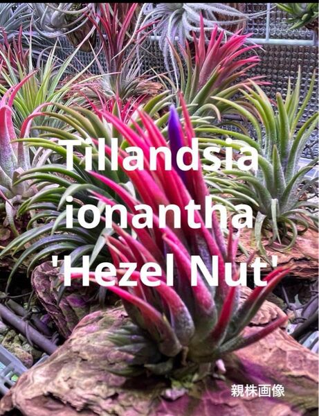 ティランジア イオナンタ ヘーゼルナッツ / チランジア エアプランツ エアープランツ 小型イオナンタ 小型種 ionantha
