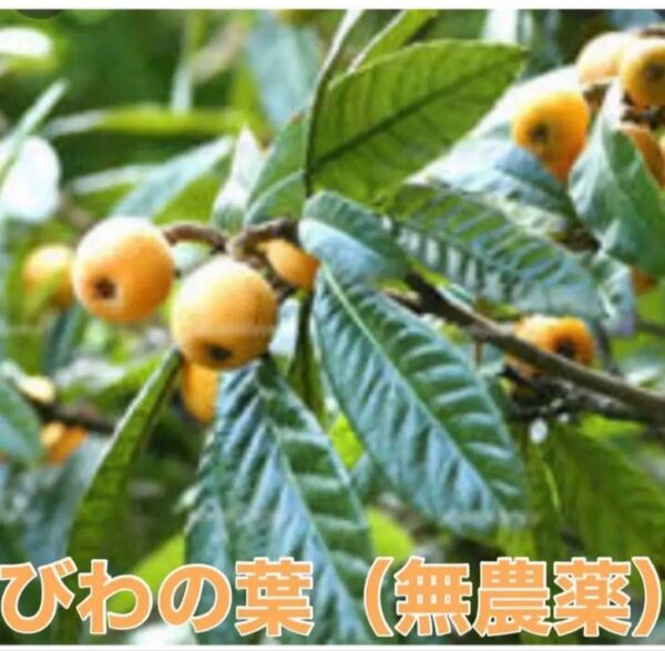 びわの葉 (無農薬) ネコポスいっぱい