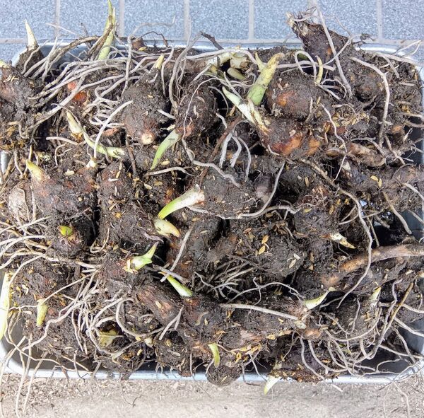 たけのこ芋 種芋 3kg 京芋 里芋 筍芋 タケノコ芋