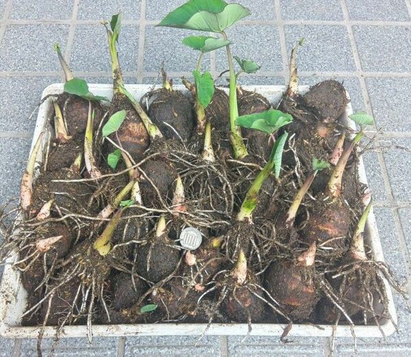 海老芋 8個 種芋 唐の芋 京芋 エビイモ 里芋 えび芋
