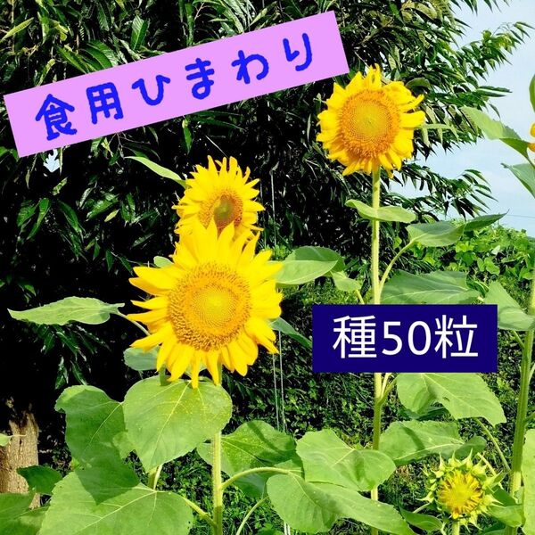 食用ひまわりの種50粒