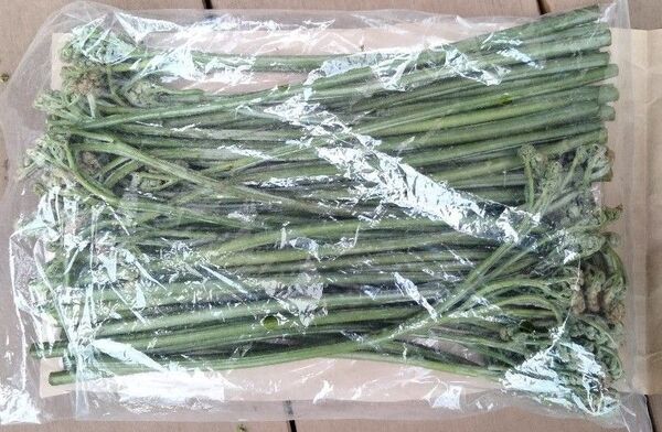 わらび 約500g 岩手県産