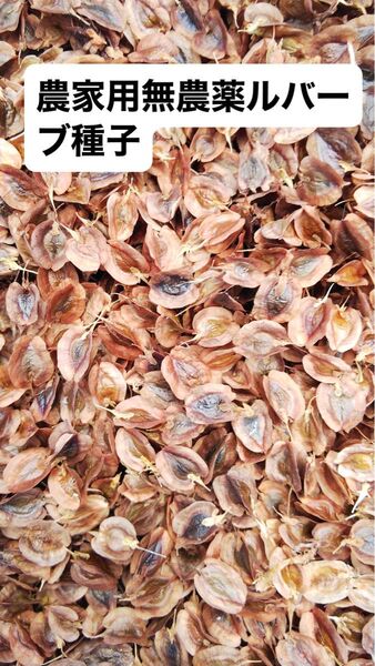 無農薬ルバーブ9月収穫の新種子 春蒔き用160粒 以上