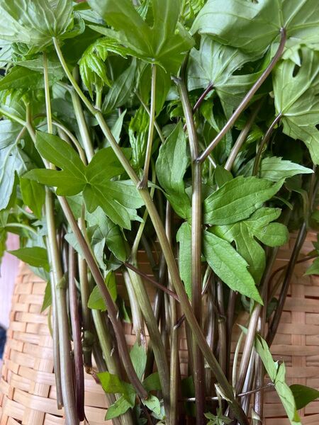 しどけ 天然 200g