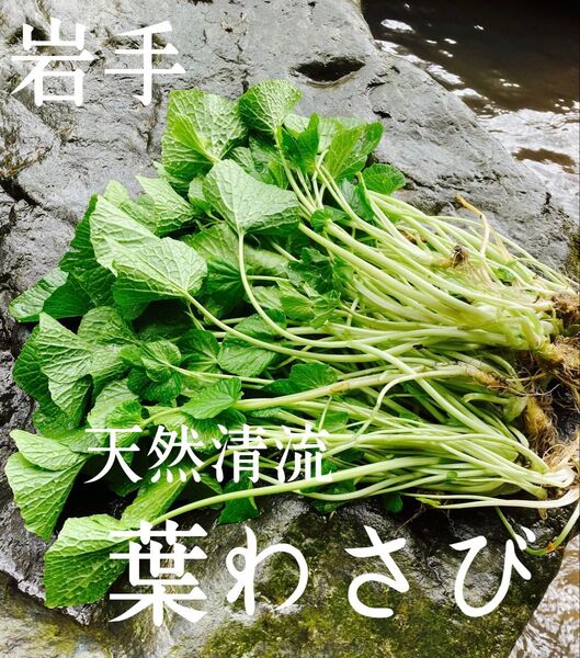 【期間限定SALE】天然清流 葉わさび 250g
