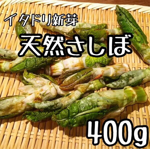 【今が旬】朝どれ天然さしぼ イタドリ新芽 400g