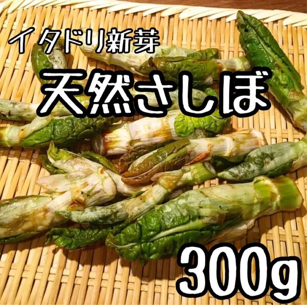 【今が旬】朝どれ天然さしぼ イタドリ新芽 300g