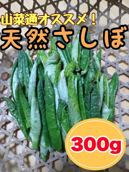 【今が旬】朝どれ天然さしぼ イタドリ新芽 300g
