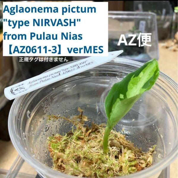 Aglaonema pictum"type NIRVASH"【AZ便】