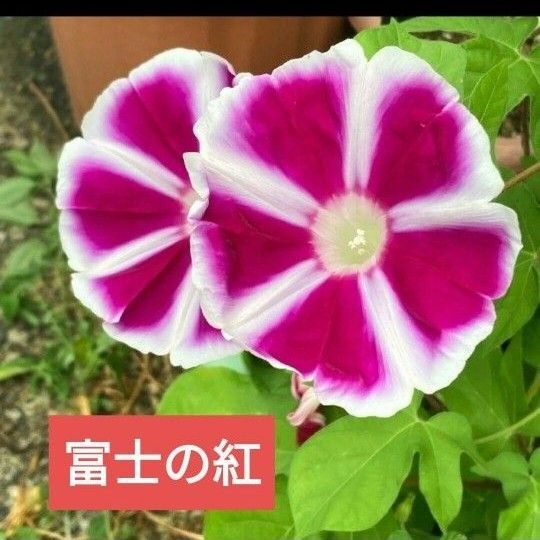 朝顔 アサガオ 種 富士の紅 タネ 種子