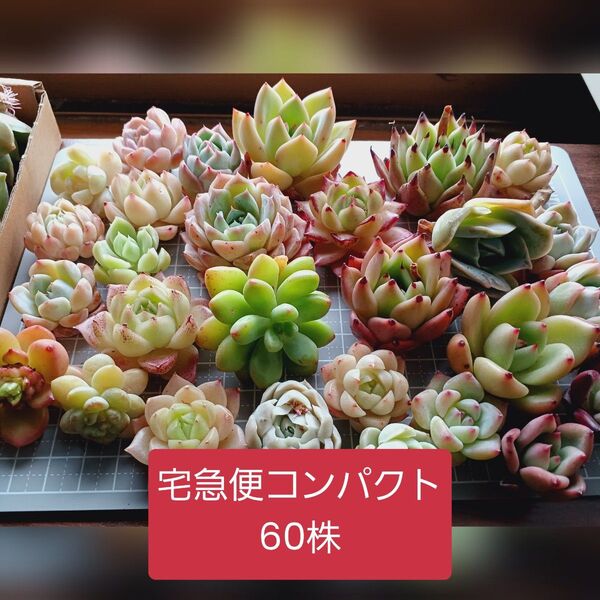 5/12☆宅急便コンパクト発送☆小さめ60株 多肉植物 韓国