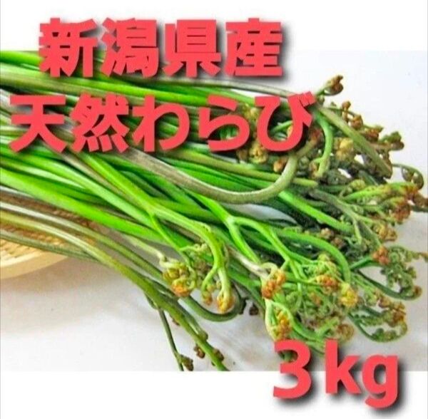 【今シーズンラスト】新潟県産天然わらび3kg